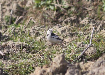 White Wagtail