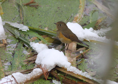 Red-flanked Bluetail