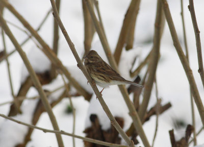 Black-faced Bunting