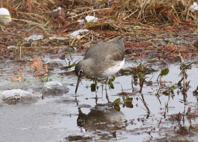 Green Sandpiper
