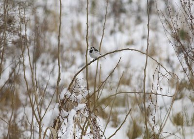 White Wagtail