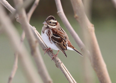 Rustic Bunting