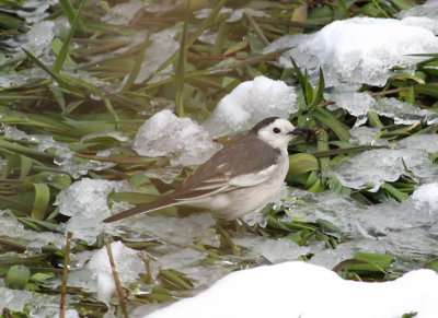 White Wagtail