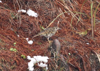 Scaly (White's) Thrush