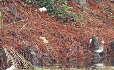 Green Sandpiper and Scaly (White's) Thrush