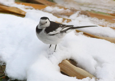 White Wagtail
