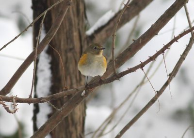 Red-flanked Bluetail