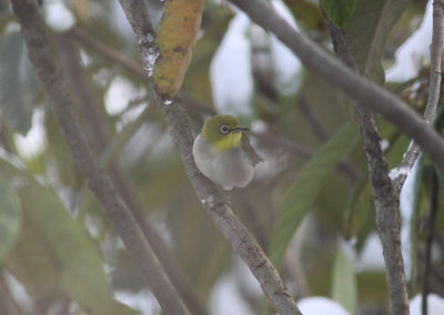 Japanese White-eye