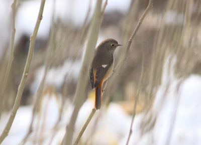 Daurian Redstart