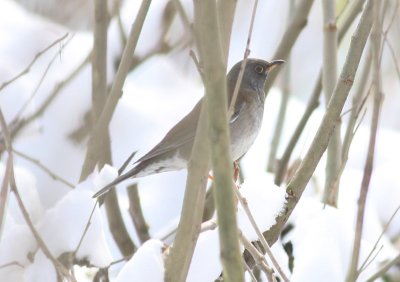 Pale Thrush