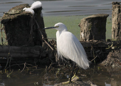 Little Egret.