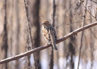 Little Bunting
