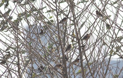 Bramblings