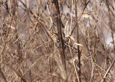 Little Bunting