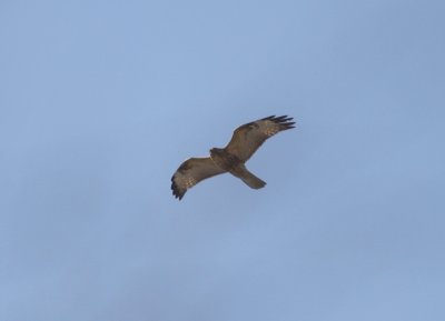 Common Buzzard