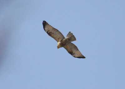 Common Buzzard