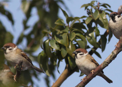 Eurasian Tree Sparrows