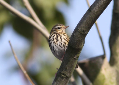 Olive-backed Pipit