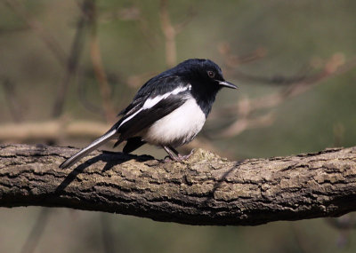 Oriental Magpie Robin