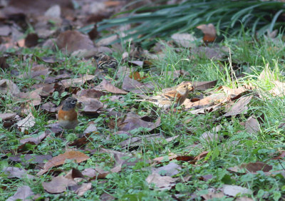 Bramblings