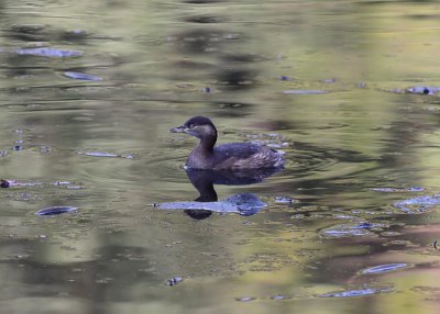 Little Grebe