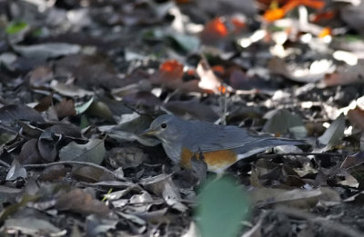 Gray-backed Thrush