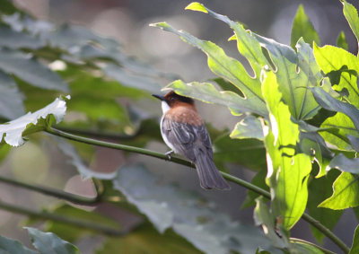 Chestnut Bulbul