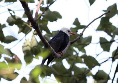 Black Bulbul