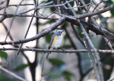 Red-flanked Bluetail