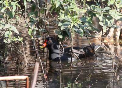 Common Moorhen