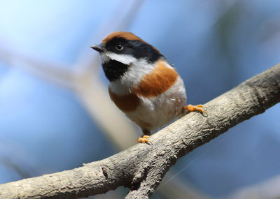 Black-throated Tit