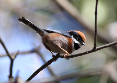 Black-throated Tit
