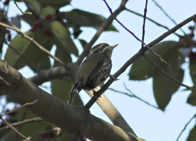 Speckled Piculet