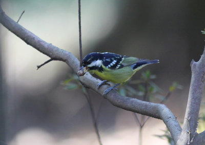 Yellow-bellied Tit