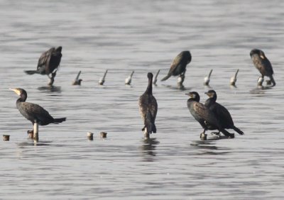 Great Cormorants