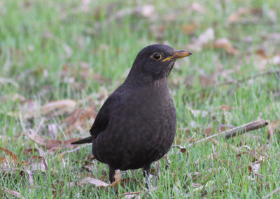 Eurasian Blackbird