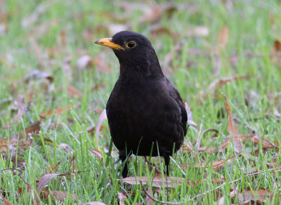 Eurasian Blackbird