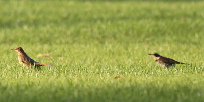 Naumann's & Dusky Thrushes