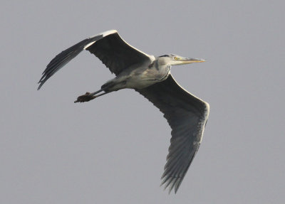 Gray Heron