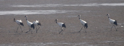 Red-crowned Cranes.