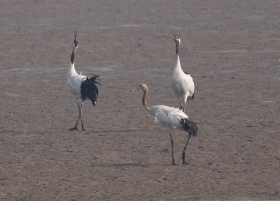 Red-crowned Cranes.