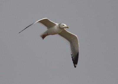 Vega (Herring) Gull