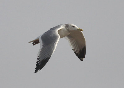 Vega (Herring) Gull