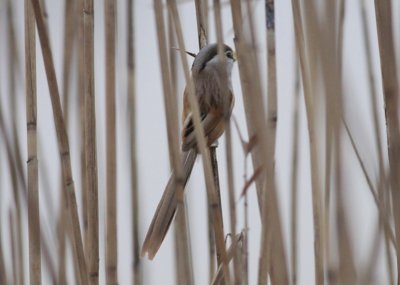 Reed Parrotbill