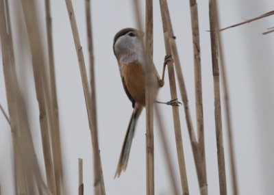 Reed Parrotbill