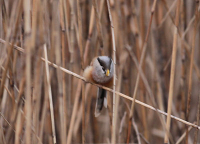 Reed Parrotbill
