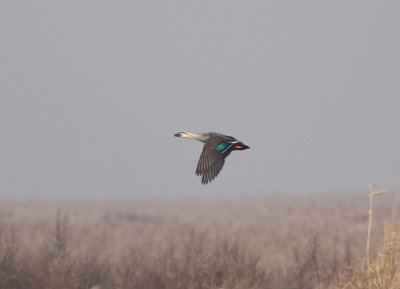 Eastern Spot-billed Duck