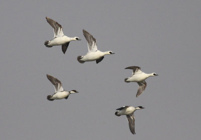 Smews