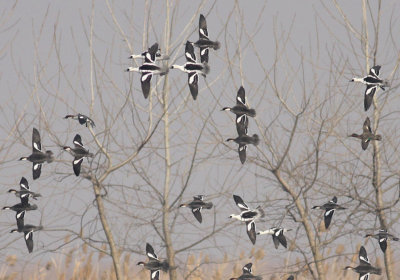 Smews and Green-winged (Eurasian) Teal