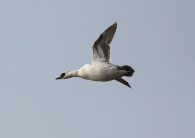 Smew